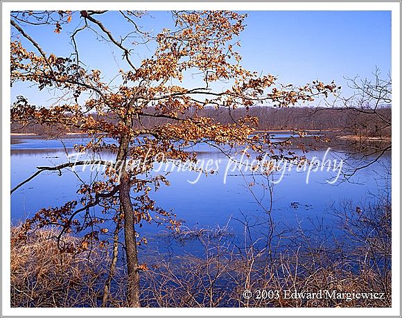 450261---Spring oak at Highland State Park 